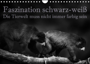 Faszination schwarz-weiß – Die Tierwelt muss nicht immer farbig sein (Wandkalender 2023 DIN A4 quer) von Swierczyna,  Eleonore