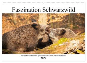 Faszination Schwarzwild (Wandkalender 2024 DIN A2 quer), CALVENDO Monatskalender von Fett,  Daniela