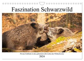 Faszination Schwarzwild (Wandkalender 2024 DIN A4 quer), CALVENDO Monatskalender von Fett,  Daniela