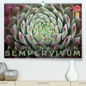 Faszination Sempervivum (Premium, hochwertiger DIN A2 Wandkalender 2021, Kunstdruck in Hochglanz) von Cross,  Martina