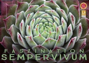 Faszination Sempervivum (Wandkalender 2018 DIN A2 quer) von Cross,  Martina