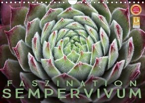 Faszination Sempervivum (Wandkalender 2018 DIN A4 quer) von Cross,  Martina