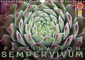 Faszination Sempervivum (Wandkalender 2019 DIN A4 quer) von Cross,  Martina