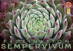 Faszination Sempervivum (Wandkalender 2021 DIN A2 quer) von Cross,  Martina