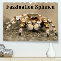 Faszination Spinnen (Premium, hochwertiger DIN A2 Wandkalender 2023, Kunstdruck in Hochglanz) von Stanzer,  Elisabeth