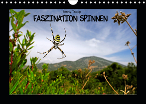 Faszination Spinnen (Wandkalender 2019 DIN A4 quer) von Trapp,  Benny