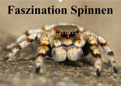 Faszination Spinnen (Wandkalender 2023 DIN A2 quer) von Stanzer,  Elisabeth