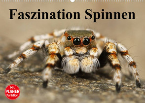 Faszination Spinnen (Wandkalender 2023 DIN A2 quer) von Stanzer,  Elisabeth