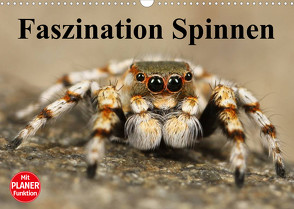 Faszination Spinnen (Wandkalender 2023 DIN A3 quer) von Stanzer,  Elisabeth