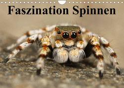 Faszination Spinnen (Wandkalender 2023 DIN A4 quer) von Stanzer,  Elisabeth