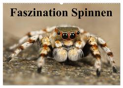 Faszination Spinnen (Wandkalender 2024 DIN A2 quer), CALVENDO Monatskalender von Stanzer,  Elisabeth