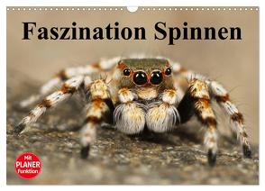Faszination Spinnen (Wandkalender 2024 DIN A3 quer), CALVENDO Monatskalender von Stanzer,  Elisabeth