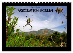 Faszination Spinnen (Wandkalender 2024 DIN A3 quer), CALVENDO Monatskalender von Trapp,  Benny