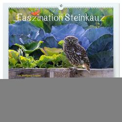 Faszination Steinkauz (hochwertiger Premium Wandkalender 2024 DIN A2 quer), Kunstdruck in Hochglanz von Lequen,  Wolfgang