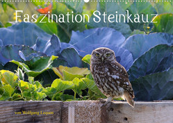 Faszination Steinkauz (Wandkalender 2023 DIN A2 quer) von Lequen,  Wolfgang