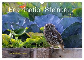 Faszination Steinkauz (Wandkalender 2024 DIN A3 quer), CALVENDO Monatskalender von Lequen,  Wolfgang