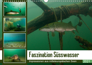 Faszination Süsswasser (Wandkalender 2021 DIN A3 quer) von Gruse,  Sven