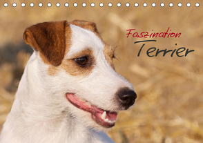Faszination Terrier (Tischkalender 2021 DIN A5 quer) von Gerlach,  Nadine