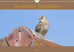 Faszination Turmfalken (Wandkalender 2023 DIN A4 quer) von Bauer,  Teresa