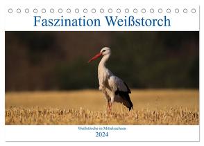 Faszination Weißstorch (Tischkalender 2024 DIN A5 quer), CALVENDO Monatskalender von Eitzenberger,  Anja