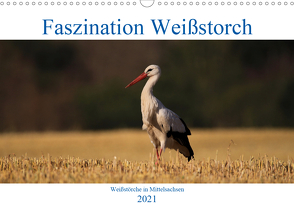 Faszination Weißstorch (Wandkalender 2021 DIN A3 quer) von Eitzenberger,  Anja