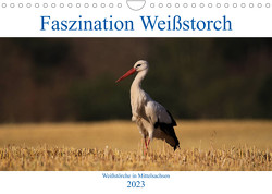 Faszination Weißstorch (Wandkalender 2023 DIN A4 quer) von Eitzenberger,  Anja