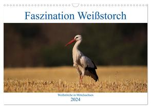 Faszination Weißstorch (Wandkalender 2024 DIN A3 quer), CALVENDO Monatskalender von Eitzenberger,  Anja