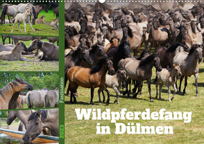 Faszination Wildpferdefang in Dülmen (Wandkalender 2023 DIN A2 quer) von Paul - Babett's Bildergalerie,  Babett