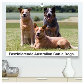 Faszinierende Australian Cattle Dogs (hochwertiger Premium Wandkalender 2024 DIN A2 quer), Kunstdruck in Hochglanz von Verena Scholze,  Fotodesign