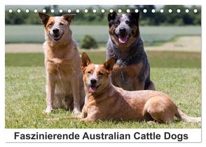 Faszinierende Australian Cattle Dogs (Tischkalender 2024 DIN A5 quer), CALVENDO Monatskalender von Verena Scholze,  Fotodesign