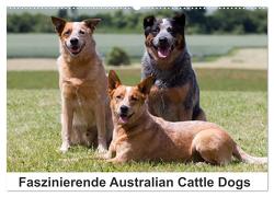 Faszinierende Australian Cattle Dogs (Wandkalender 2024 DIN A2 quer), CALVENDO Monatskalender von Verena Scholze,  Fotodesign