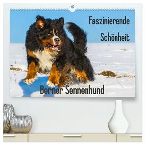 Faszinierende Schönheit Berner Sennenhund (hochwertiger Premium Wandkalender 2024 DIN A2 quer), Kunstdruck in Hochglanz von Starick,  Sigrid