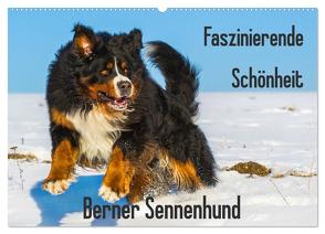 Faszinierende Schönheit Berner Sennenhund (Wandkalender 2024 DIN A2 quer), CALVENDO Monatskalender von Starick,  Sigrid