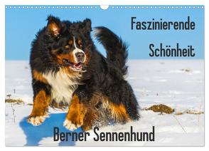 Faszinierende Schönheit Berner Sennenhund (Wandkalender 2024 DIN A3 quer), CALVENDO Monatskalender von Starick,  Sigrid