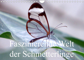Faszinierende Welt der Schmetterlinge (Wandkalender 2023 DIN A4 quer) von Pocketkai
