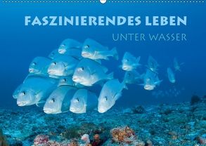 Faszinierendes Leben unter Wasser (Wandkalender 2018 DIN A2 quer) von Peyer,  Stephan