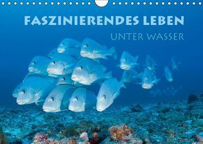 Faszinierendes Leben unter Wasser (Wandkalender 2018 DIN A4 quer) von Peyer,  Stephan