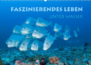 Faszinierendes Leben unter Wasser (Wandkalender 2022 DIN A2 quer) von Peyer,  Stephan