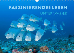 Faszinierendes Leben unter Wasser (Wandkalender 2022 DIN A3 quer) von Peyer,  Stephan