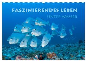 Faszinierendes Leben unter Wasser (Wandkalender 2024 DIN A2 quer), CALVENDO Monatskalender von Peyer,  Stephan