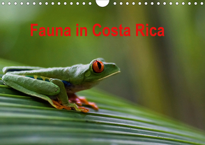 Fauna in Costa Rica (Wandkalender 2020 DIN A4 quer) von Bussenius,  Beate