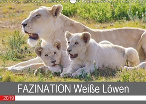 FAZINATION Weiße Löwen (Wandkalender 2019 DIN A3 quer) von Thula