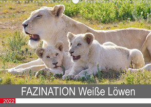 FAZINATION Weiße Löwen (Wandkalender 2022 DIN A3 quer) von Thula