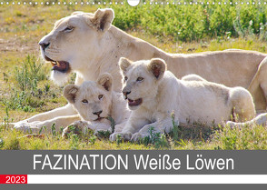 FAZINATION Weiße Löwen (Wandkalender 2023 DIN A3 quer) von Thula