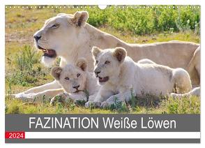 FAZINATION Weiße Löwen (Wandkalender 2024 DIN A3 quer), CALVENDO Monatskalender von Thula,  Thula