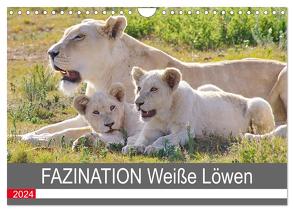 FAZINATION Weiße Löwen (Wandkalender 2024 DIN A4 quer), CALVENDO Monatskalender von Thula,  Thula