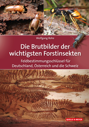 Die Brutbilder der wichtigsten Forstinsekten von Rohe,  Wolfgang