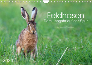 Feldhasen – dem Langohr auf der Spur (Wandkalender 2023 DIN A4 quer) von Eigenheer,  Sandra