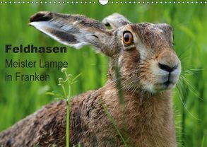 Feldhasen – Meister Lampe in Franken (Wandkalender 2019 DIN A3 quer) von Bachmeier,  Günter