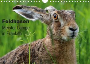 Feldhasen – Meister Lampe in Franken (Wandkalender 2019 DIN A4 quer) von Bachmeier,  Günter